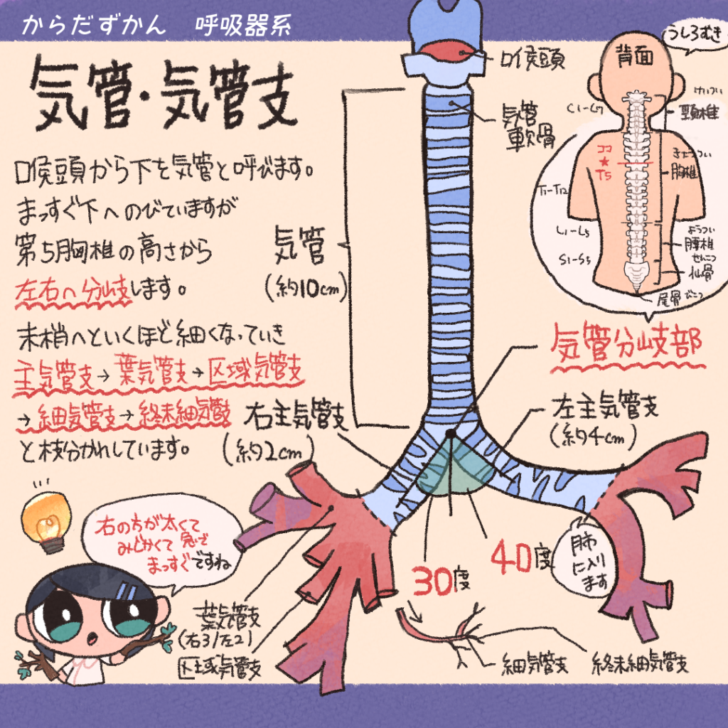 気道 と は