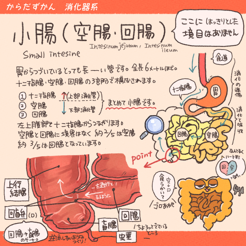 消化管構造組織 – 消化管 5層構造 _ 消化管壁の構造と唾液分泌の仕組み – RMHF