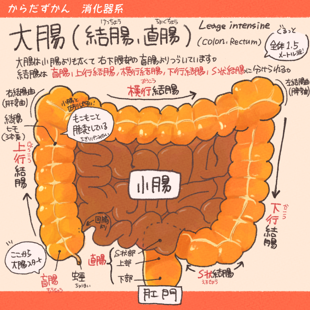 消化管構造組織 – 消化管 5層構造 _ 消化管壁の構造と唾液分泌の仕組み – RMHF