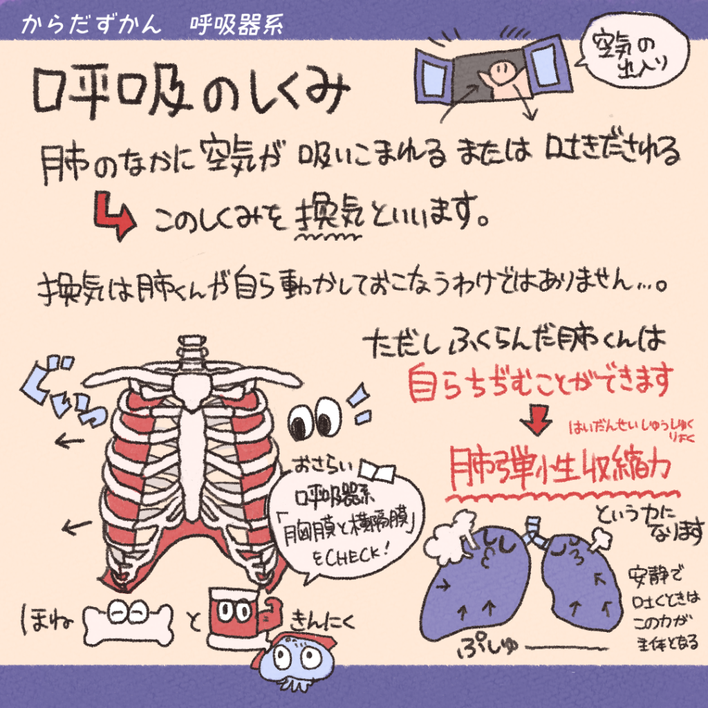 呼吸のしくみ Part1 | からだずかん