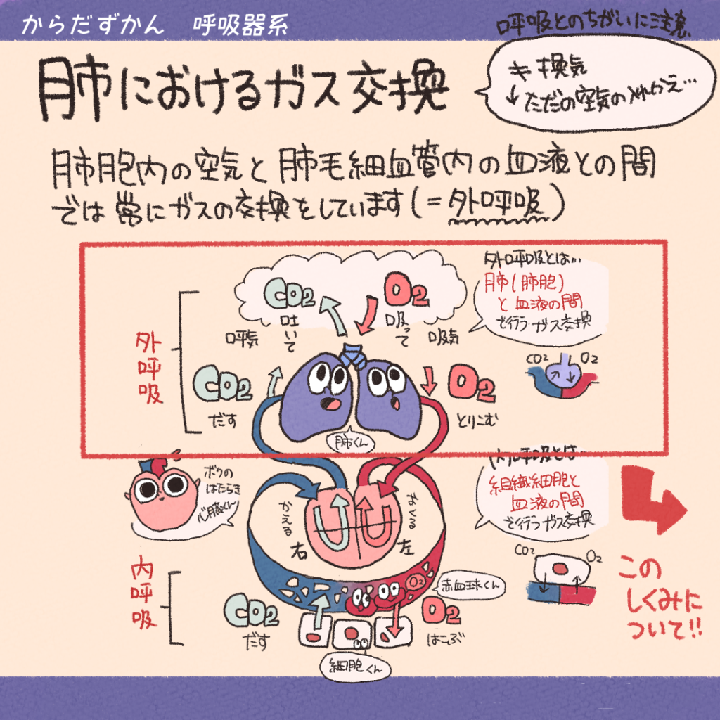 呼吸のしくみ Part2 | からだずかん