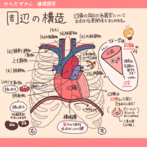 心臓の解剖学的位置 | からだずかん