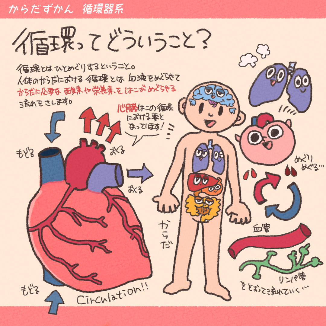 心臓の解剖学的位置 | からだずかん