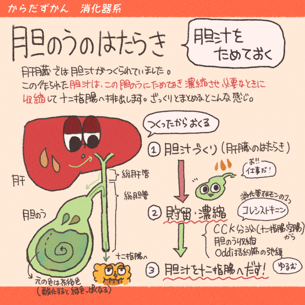 胆嚢 の 役割
