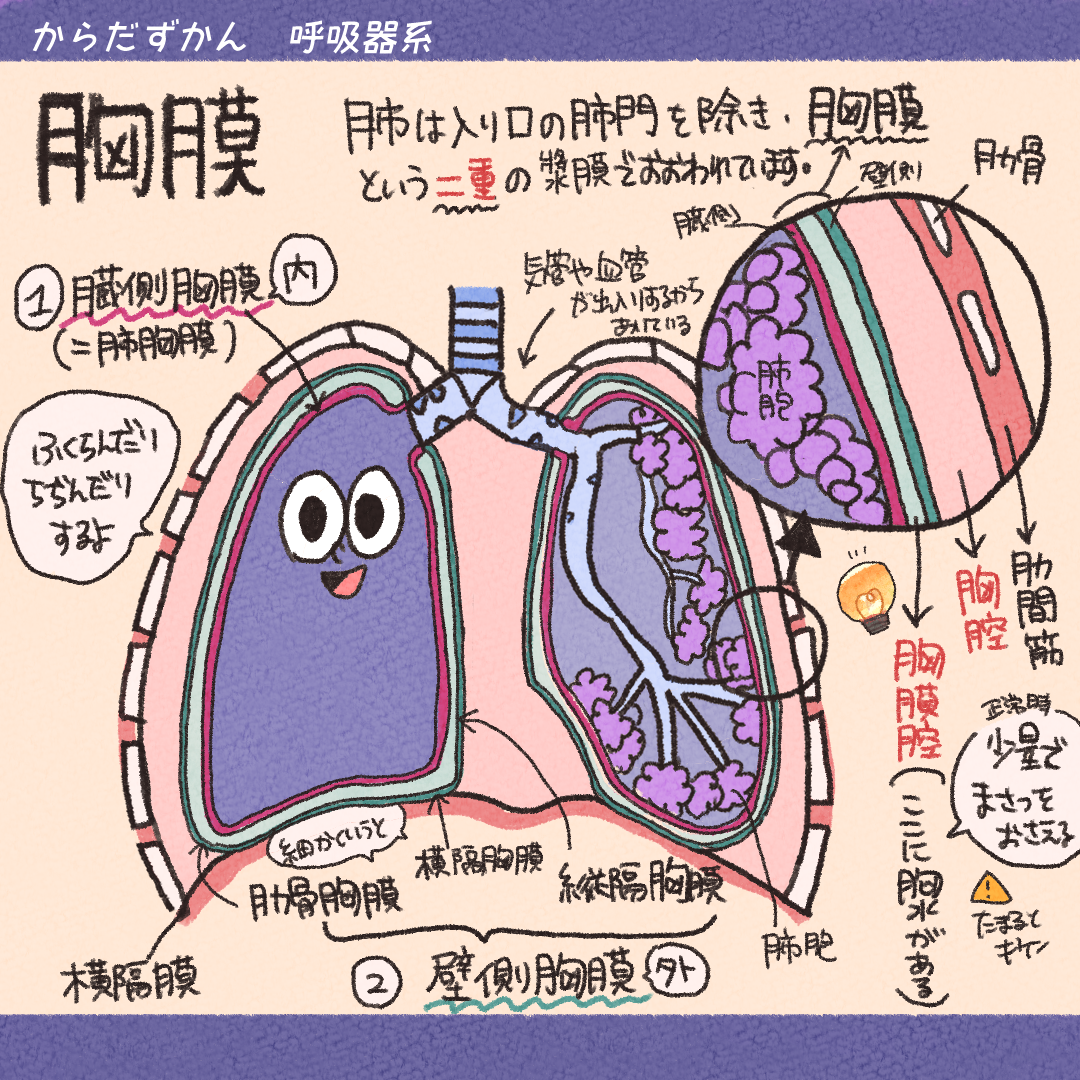 胸膜と横隔膜 | からだずかん