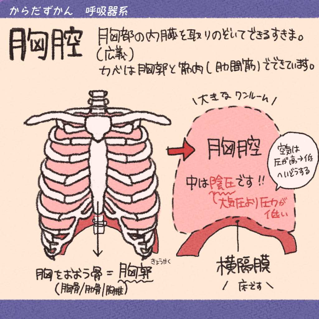 胸膜と横隔膜 | からだずかん