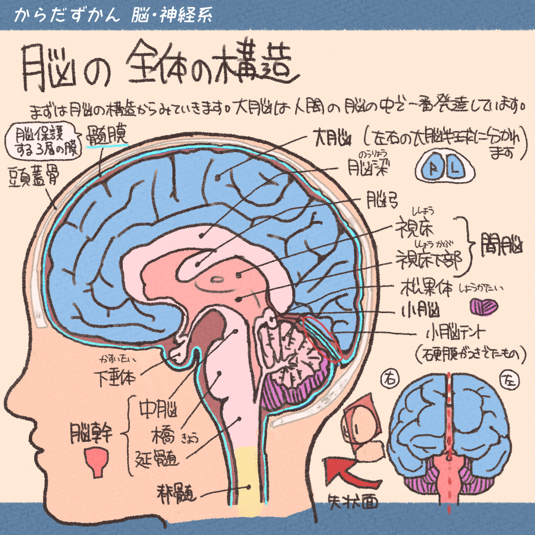 大脳の解剖生理学 | からだずかん