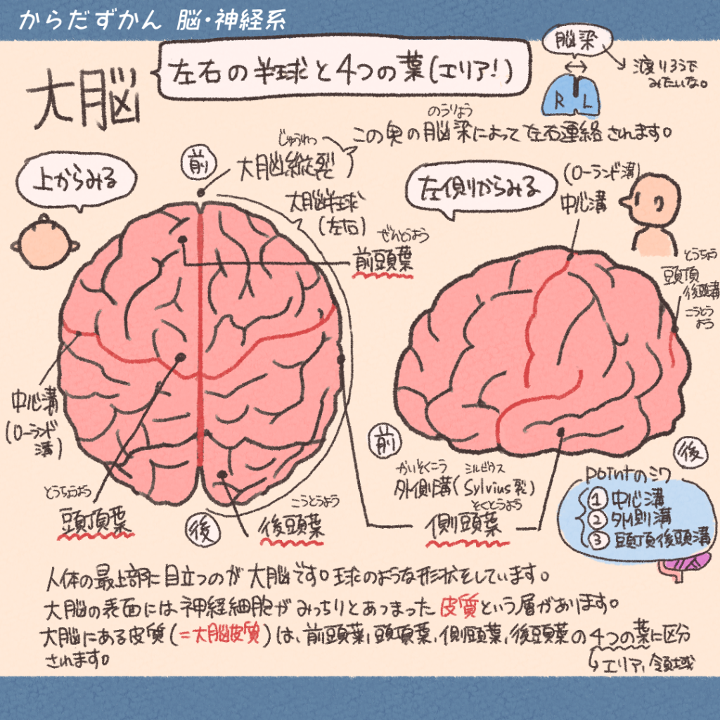 大脳の解剖生理学 | からだずかん