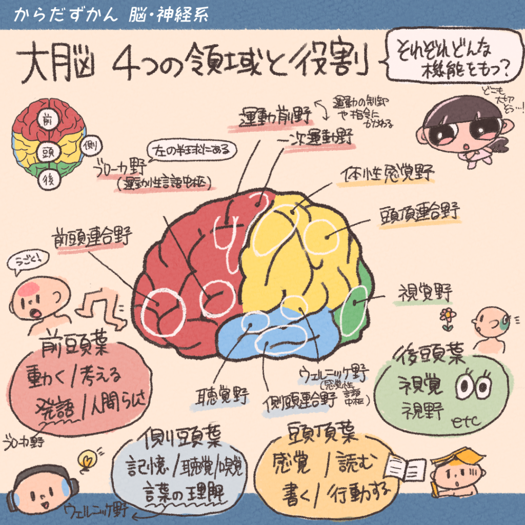 脳の構造と機能 わかりやすいイラスト | 脳構造 イラスト フリー素材 – DOBR