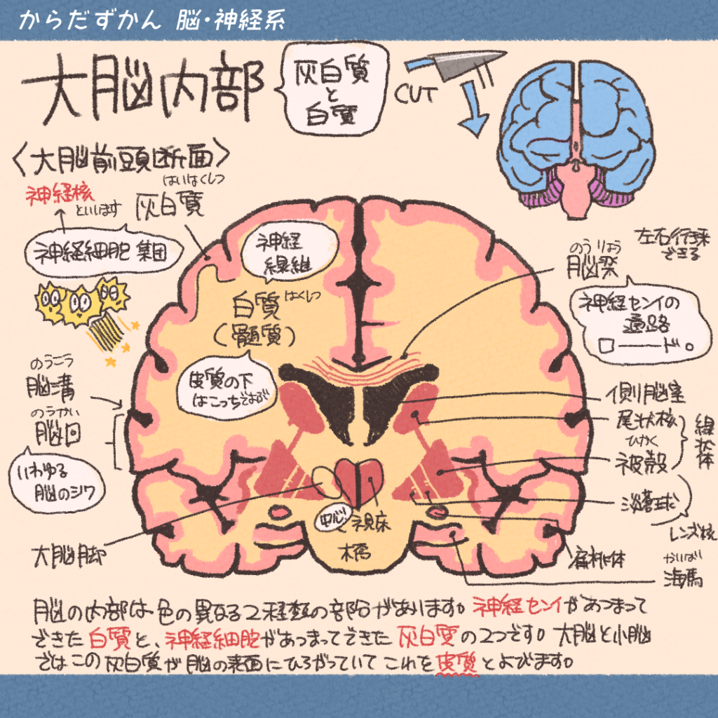 脳の前面図 脳 | メディカルイラスト