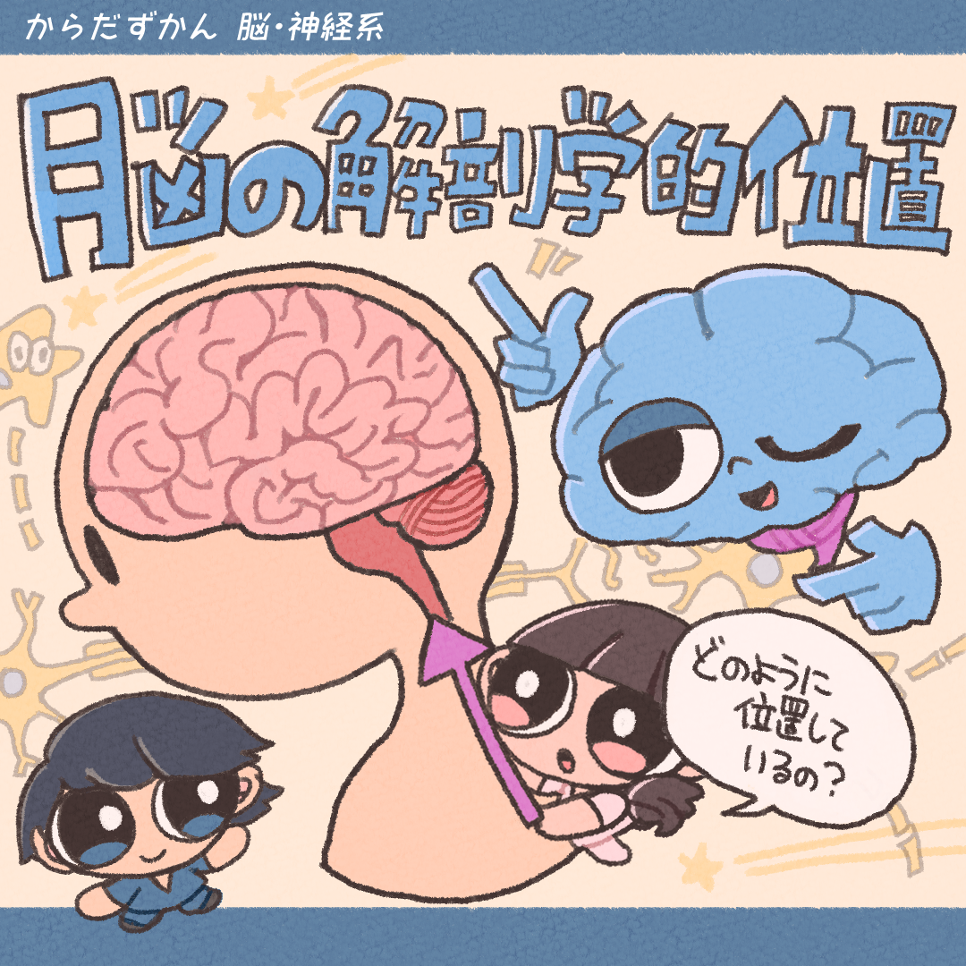 脳の解剖学的位置 | からだずかん