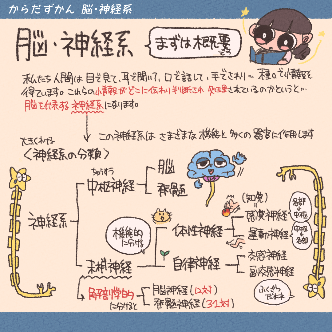 脳の解剖学的位置 | からだずかん