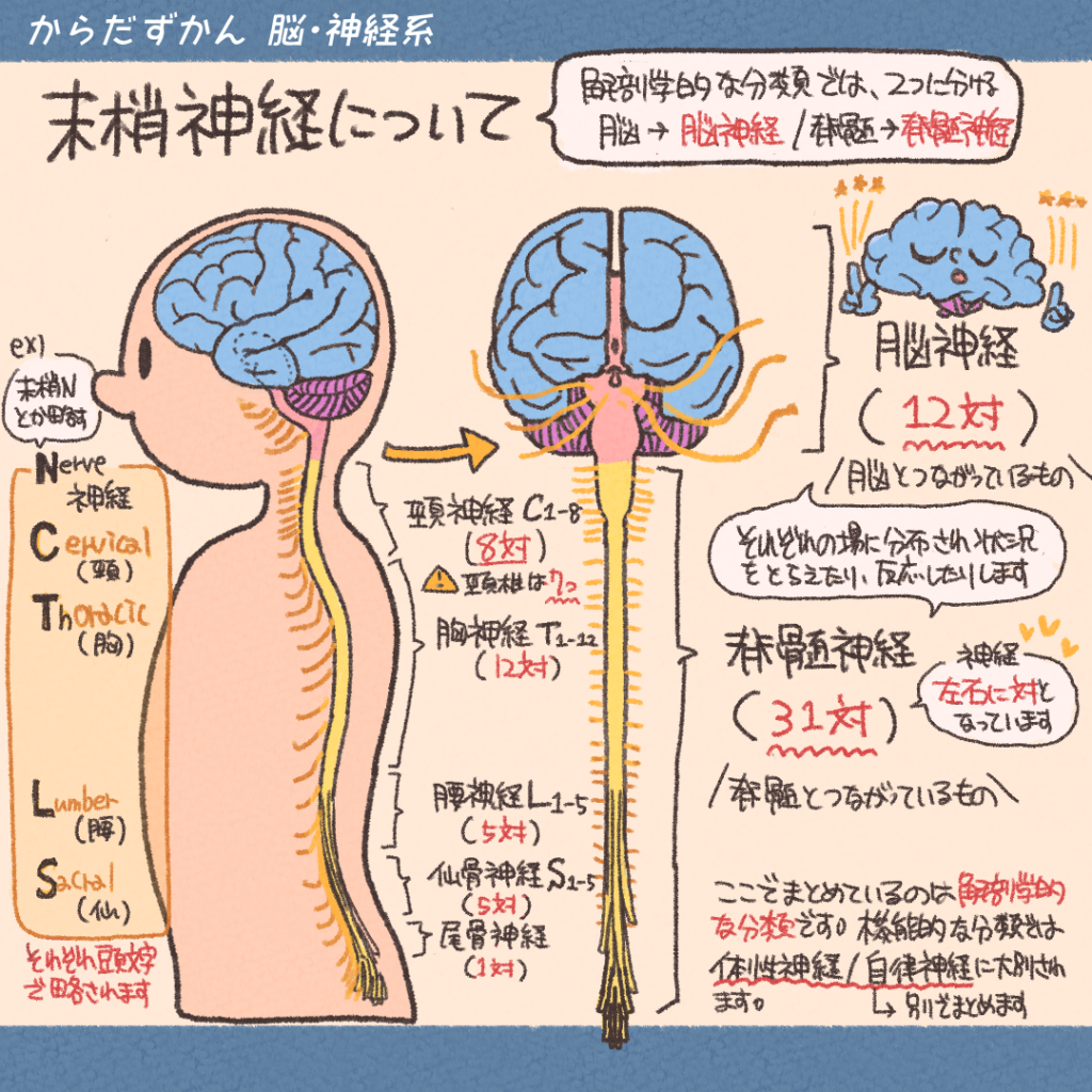 脳の解剖学的位置 | からだずかん