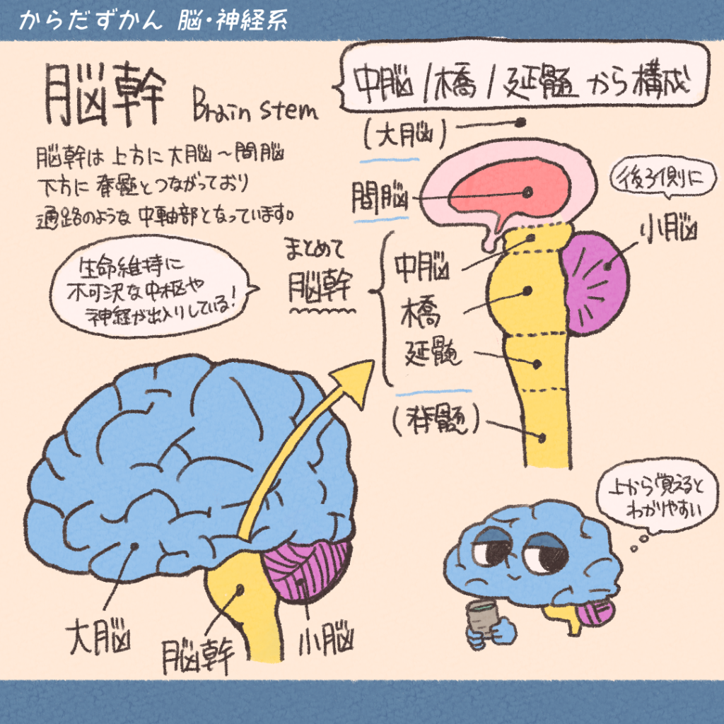 脳機能解剖 | 脳 上から見た図 | 中枢神経系の機能解剖 – AXOWSQ
