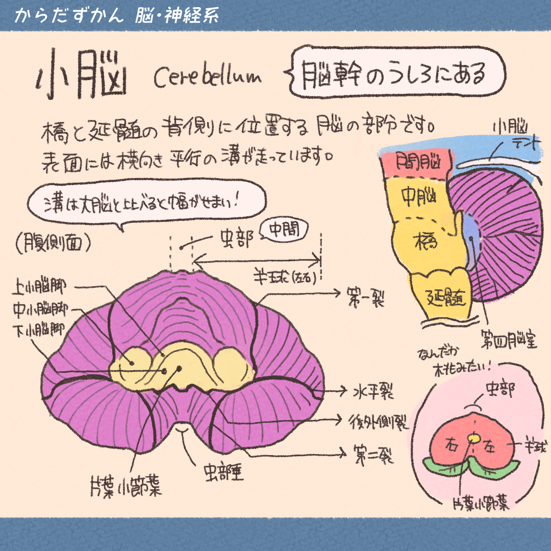 小脳解剖生理 _ 小脳 役割 わかりやすく – ZUCICY