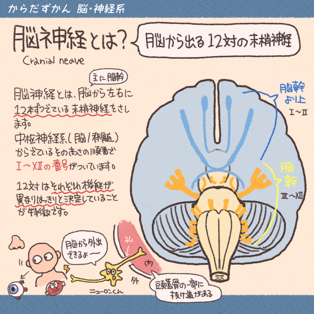 脳神経を覚えたい! | からだずかん