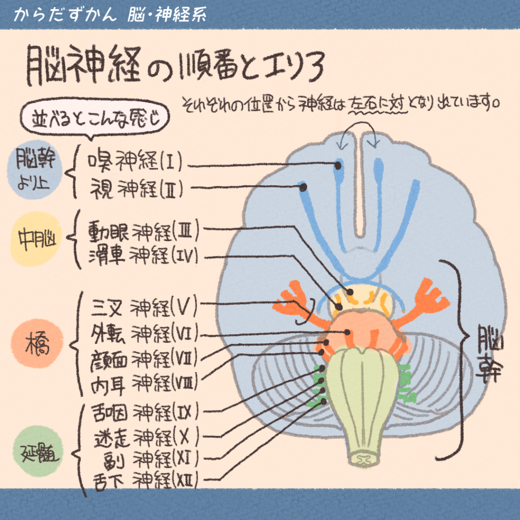 脳神経を覚えたい! | からだずかん