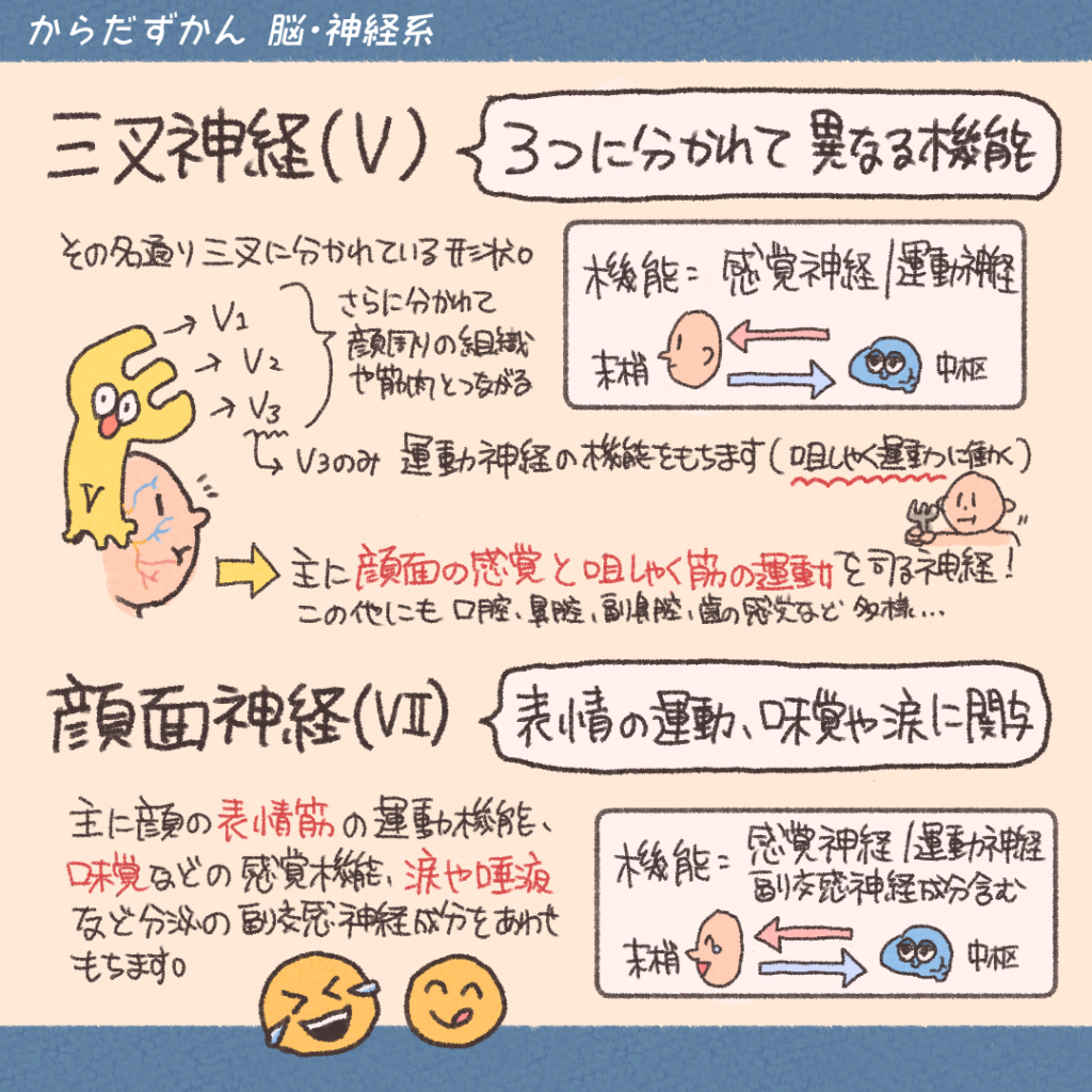 脳神経 覚え 方