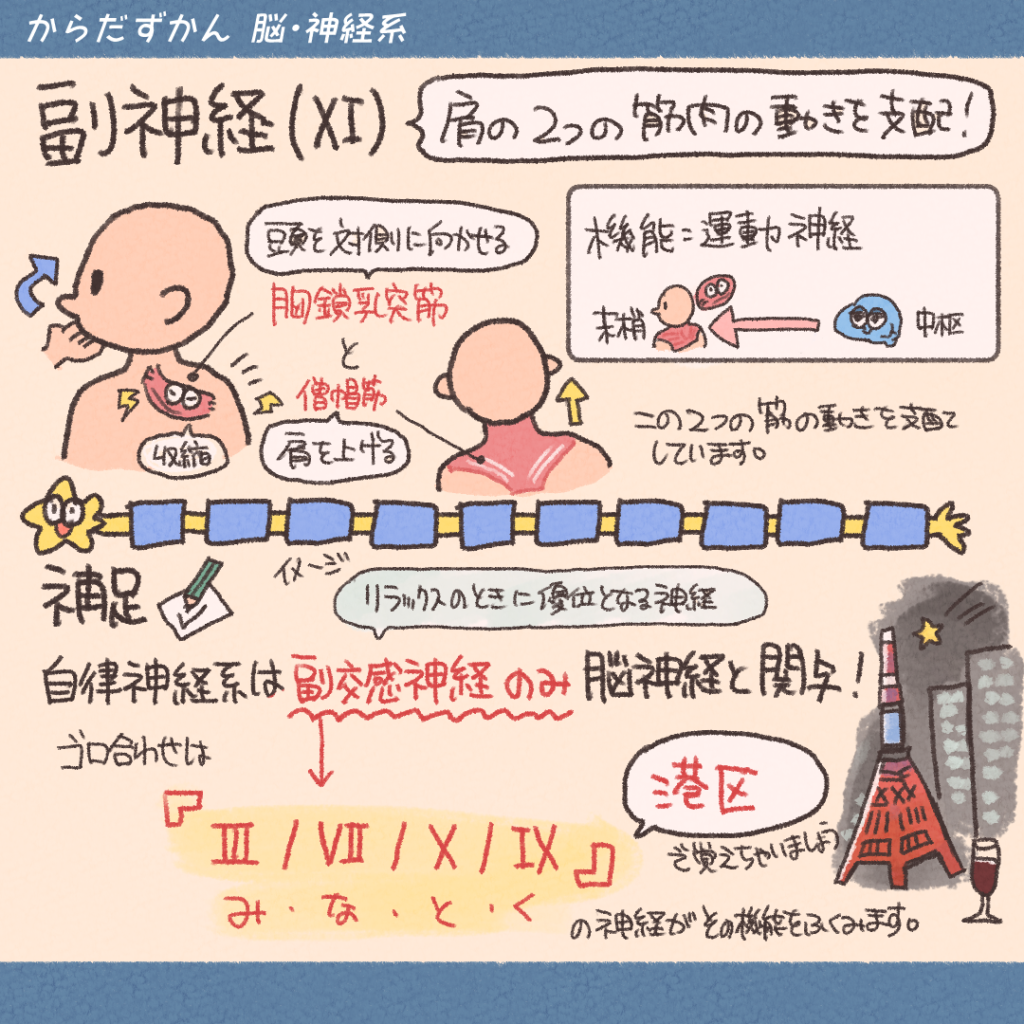 脳神経 覚え 方