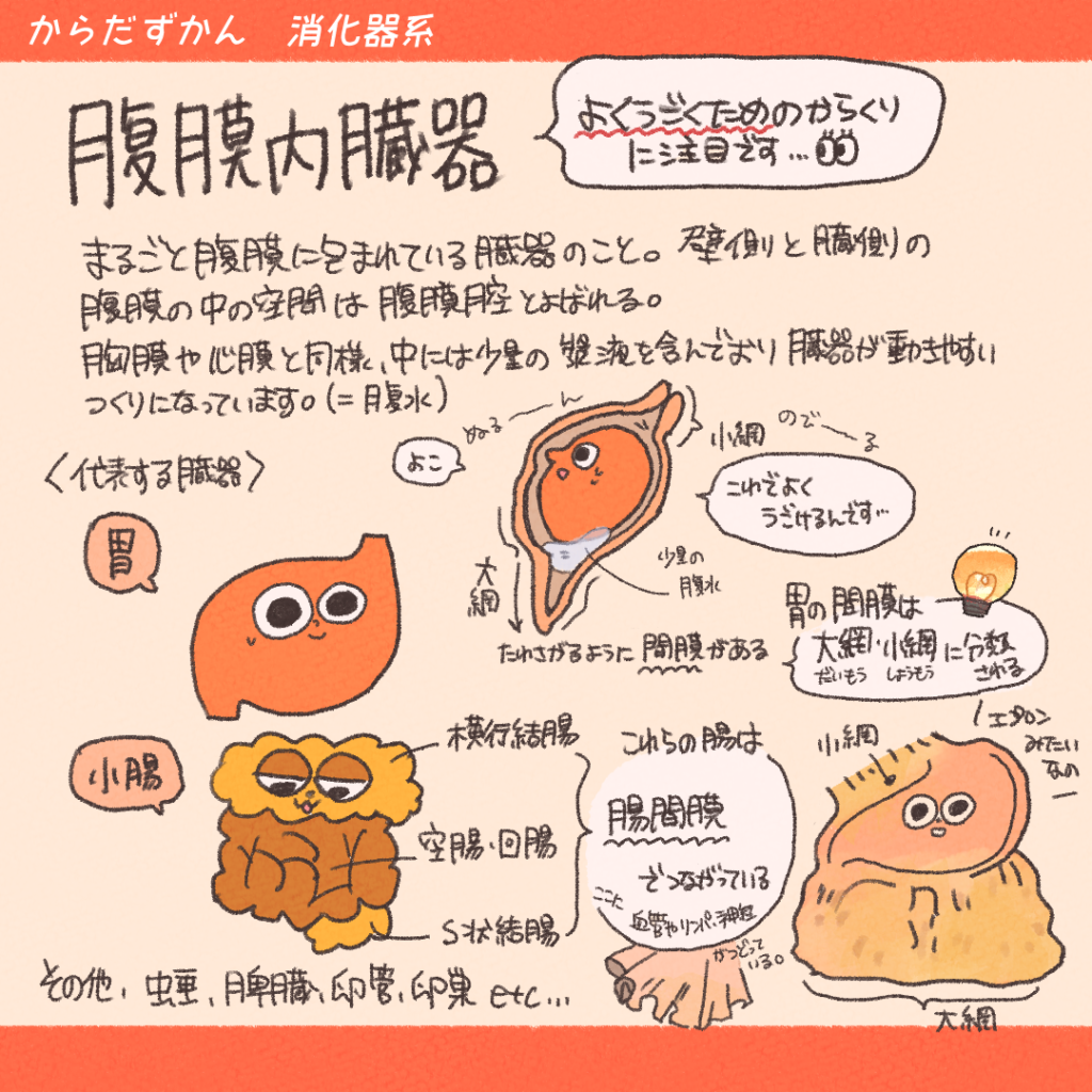 腹腔内臓器 – 腹腔内臓器 図 – UNII