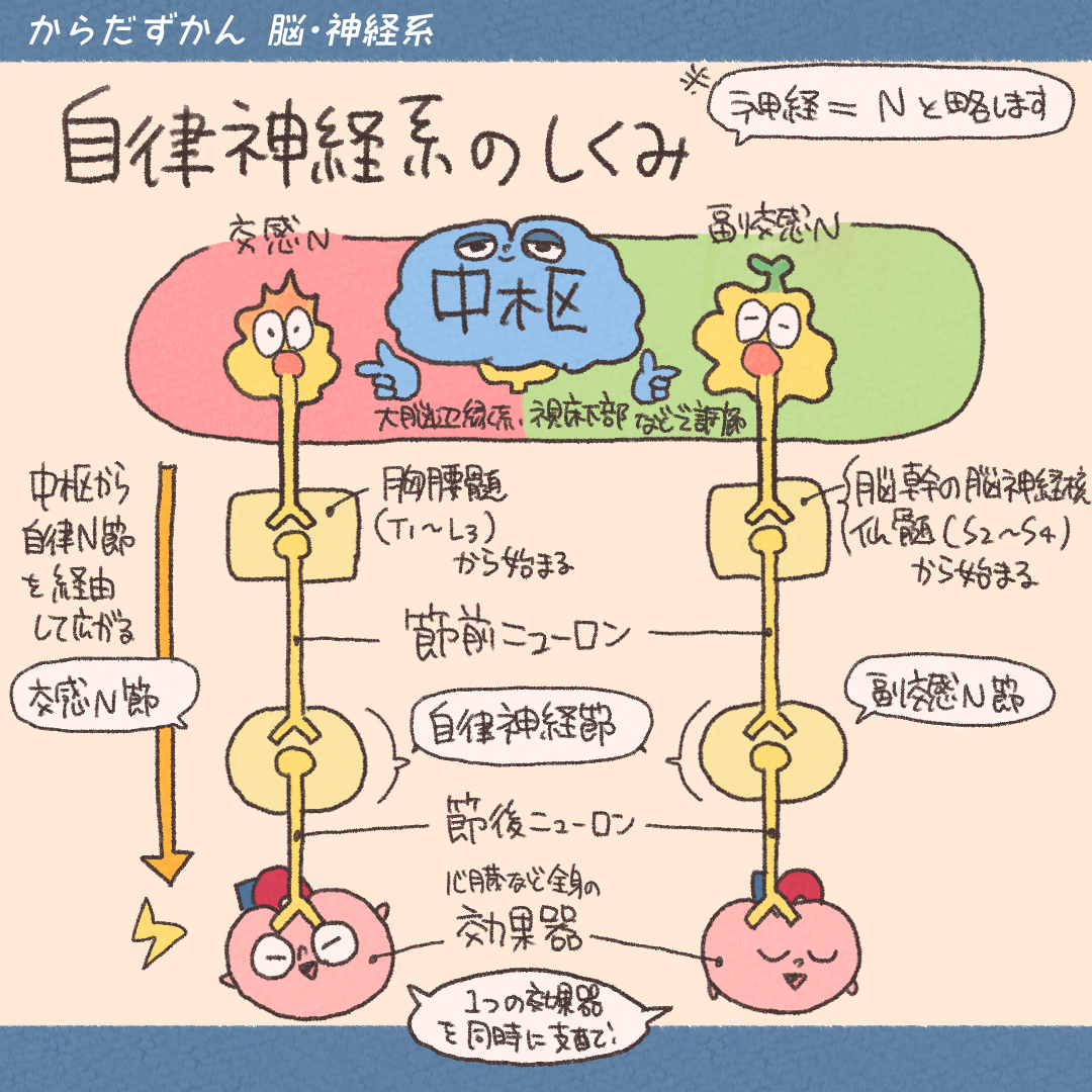 自律神経の話をしよう | からだずかん