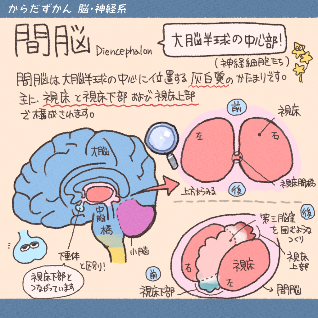 脳の中心部!間脳を攻略 | からだずかん