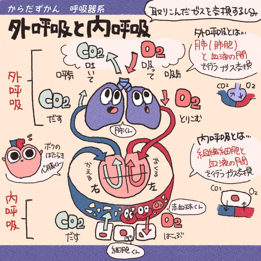 呼吸器系: 呼吸器系とは何か、機能と解剖学