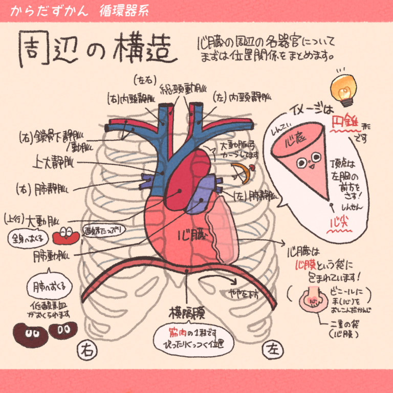 心臓の解剖学的位置 からだずかん